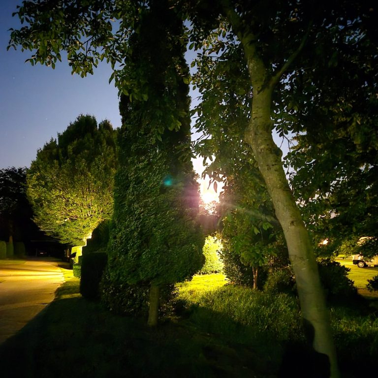 Nachtaufnahme mit Mond, Sternen und silhouettierten Bäumen gegen den blauen Himmel.