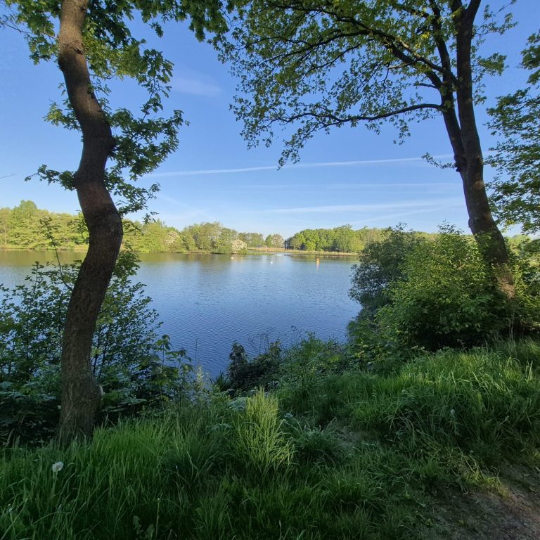 Ein ruhiger See umgeben von Bäumen und Grün, klarer Himmel im Hintergrund.
